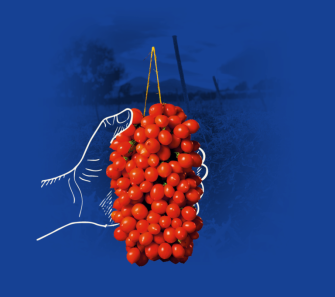 Pomodorino pizzutello 1000 g